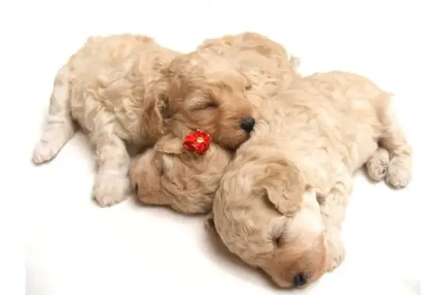 Kiedy suka może mieć szczeniaki? Wiek, cykl i zdrowie