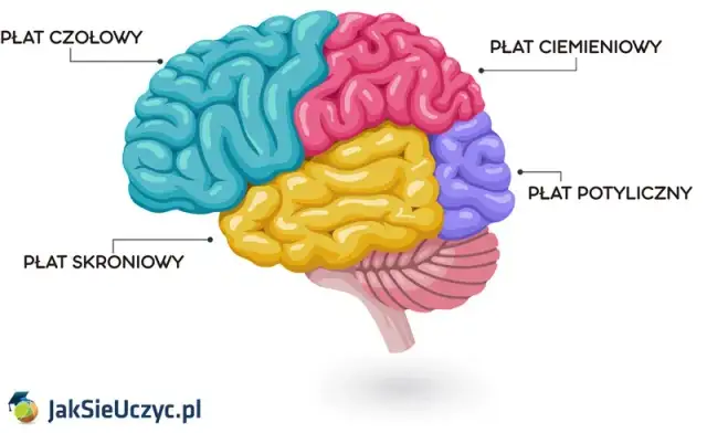 Jak uczy się mózg? Odkryj neurobiologię efektywnej nauki.