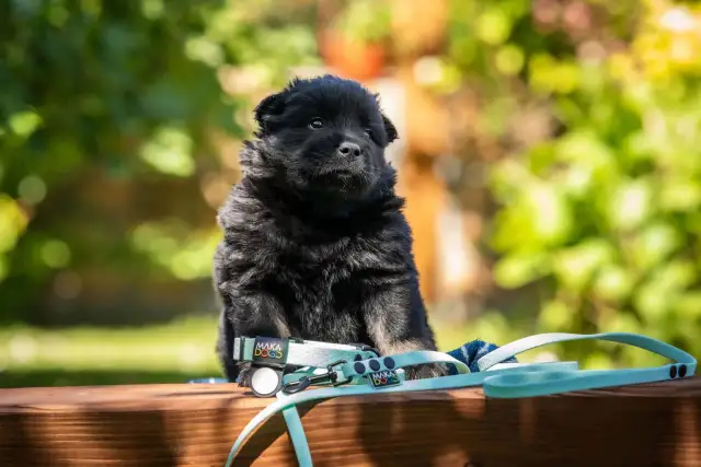 Uroczy czarny szczeniak obok smyczy i obroży. Idealny zestaw, by dowiedzieć się, jaka smycz dla szczeniaka będzie najlepsza.