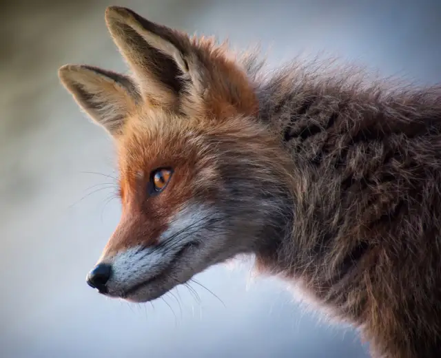 Czy jest lek na wściekliznę? Prawda o leczeniu i zapobieganiu