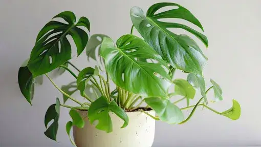 Monstera monkey jaka doniczka - idealny wybór dla zdrowej rośliny