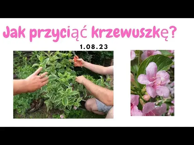Krzewuszka: Cięcie krok po kroku klucz do obfitych kwiatów