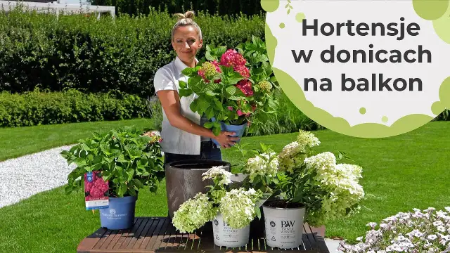 Jaką hortensję do donicy wybrać, aby cieszyć się pięknem kwiatów?