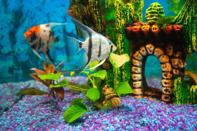 Akwarium 54l: Jakie ryby? Sprawdzone obsady i lista zakazana.