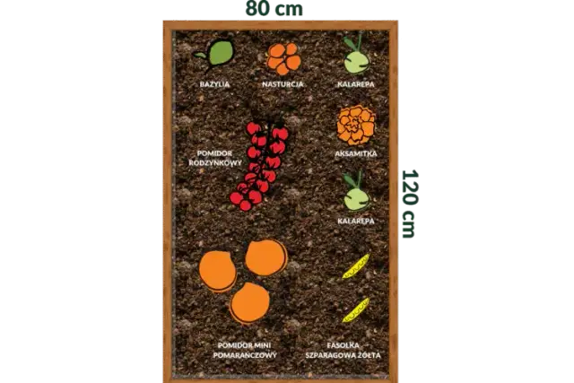 Jak posadzić bazylię i uniknąć najczęstszych błędów w uprawie