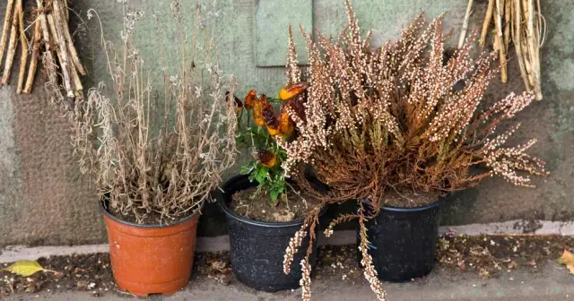 Czy wrzos uczula? Sprawdź, czy to roślina bezpieczna dla Ciebie.