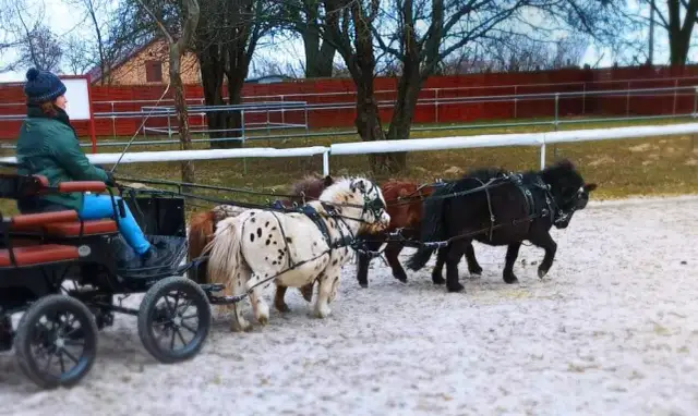 Hipologia i jeździectwo Lublin - unikalny program studiów dla pasjonatów