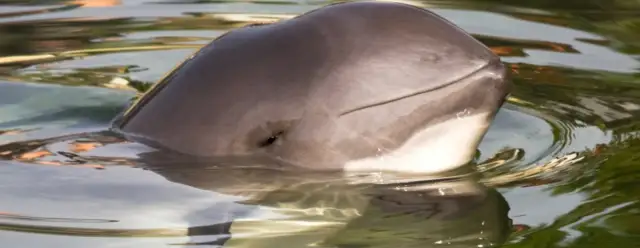 Jakie zwierzęta żyją w Bałtyku? Odkryj fascynującą faunę morską