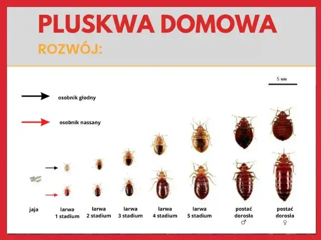 Pluskwy jak się rozmnażają - zaskakujące fakty o ich cyklu życia