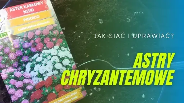 Siew astrów do gruntu: Prosty przewodnik krok po kroku