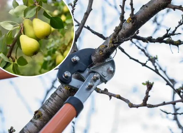Przycinanie gruszy: kalendarz, techniki, błędy. Zbiory co rok!