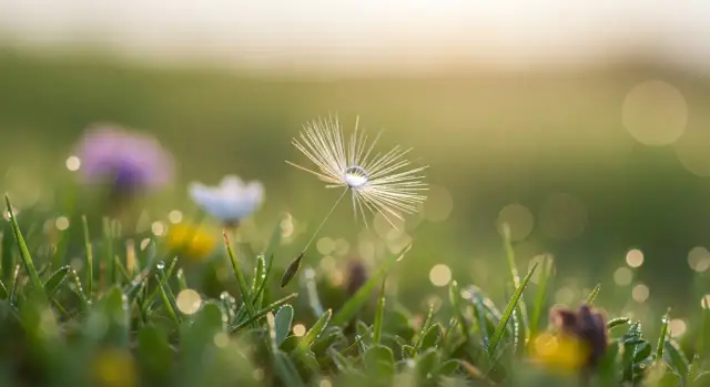 Jak usunąć kleszcza patyczkiem do uszu - prosta metoda bez bólu