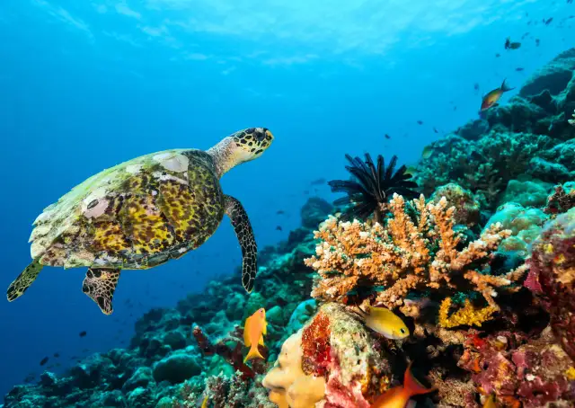 Hurghada nad Morzem Czerwonym: Odkryj podwodny raj Egiptu!