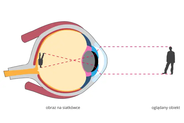 Jak działa narząd wzroku? Sekrety widzenia i jego procesy