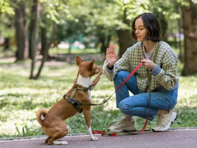 Jak urozmaicić spacer z psem - koniec z nudą i frustracją