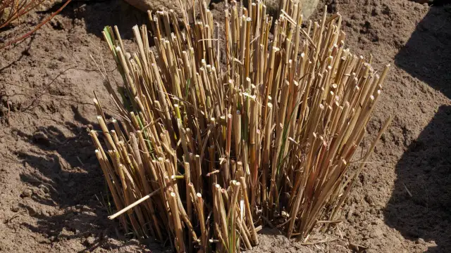 Przycinanie traw ozdobnych: Kiedy, jak i czym? Uniknij błędów!