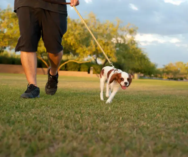 Ile razy dziennie wychodzić ze szczeniakiem? Kompletny poradnik