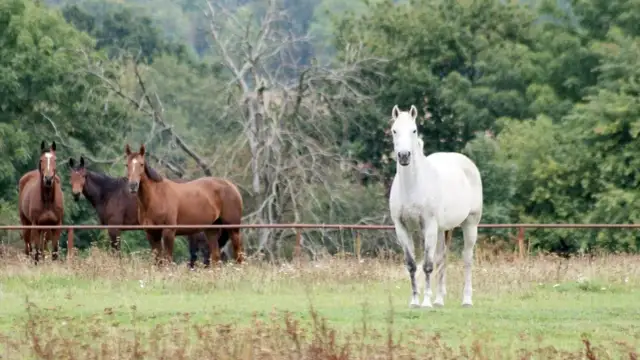 Stadnina koni Iwno - historia, usługi i pasja do jeździectwa