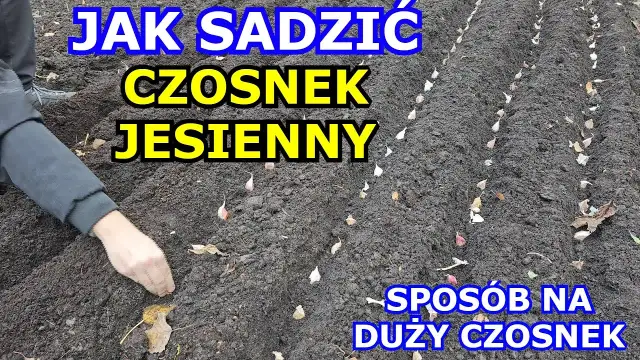 Jak uprawiać czosnek żeby był duży - sprawdzone metody na plon
