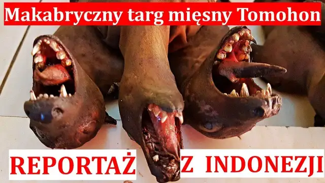 W jakim kraju jedzą psy i dlaczego ta tradycja budzi kontrowersje