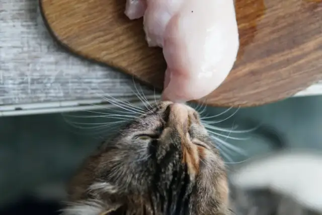 Czy koty mogą jeść surowe mięso? Ważne ryzyka i bezpieczne alternatywy