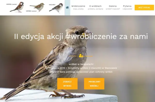 Jak pomóc wróblom w trudnych warunkach miejskich i zadbać o ich przyszłość