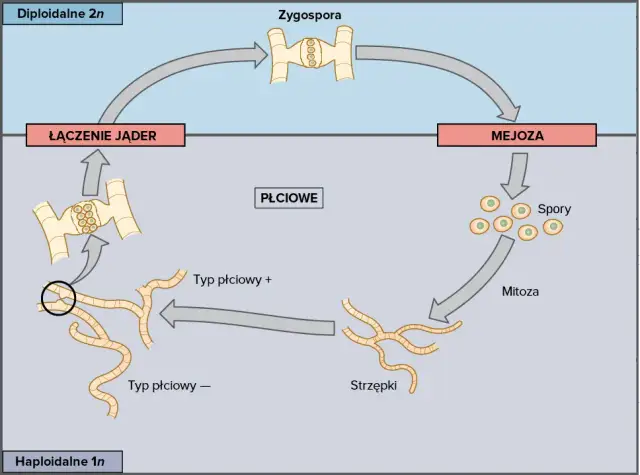 Małże jak się rozmnażają? Zaskakujące metody i etapy rozwoju