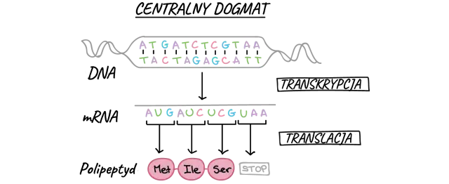 Co to jest transkrypcja w biologii i dlaczego jest tak ważna?