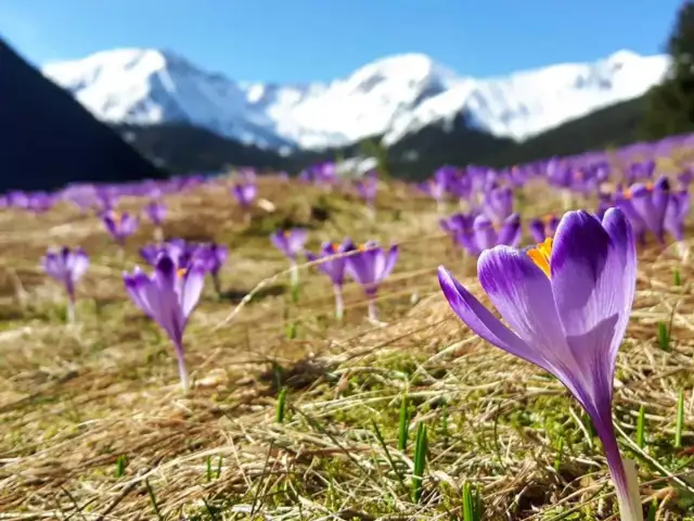Najpiękniejszy szlak do krokusów w Dolinie Chochołowskiej: kompletna trasa