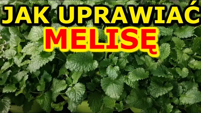 Melisa jak uprawiać – proste metody, które zapewnią udane zbiory