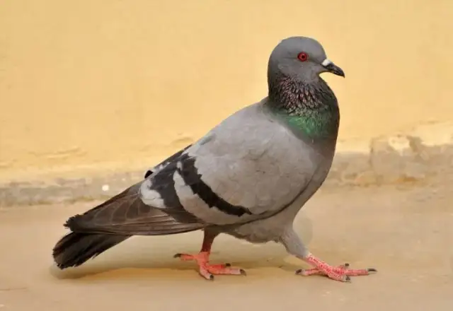 Ile odpoczywa gołąb pocztowy? Maksymalizuj jego formę!