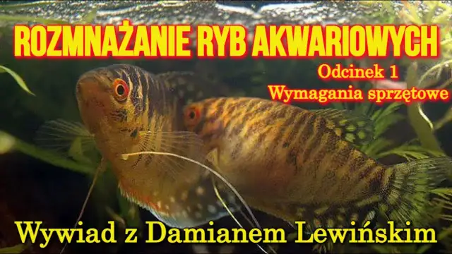 Jak rozmnażają się ryby? Odkryj tajemnice ich rozmnażania