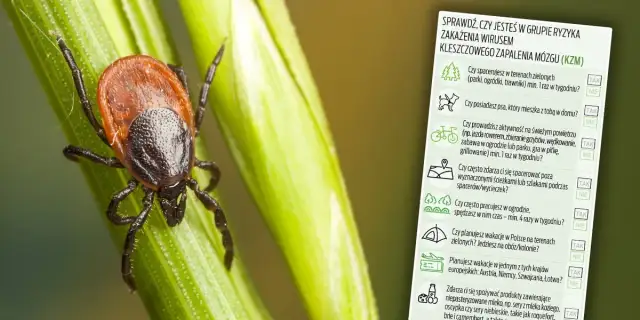 Kleszcz zabija? Poznaj realne ryzyko i skuteczną obronę