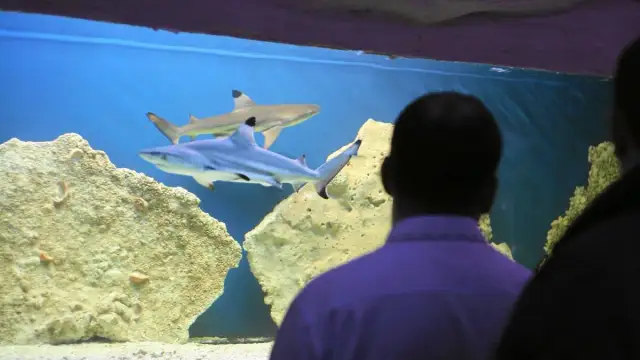 Blue City: Oceanarium 3D czy prawdziwe ryby? Alternatywy!