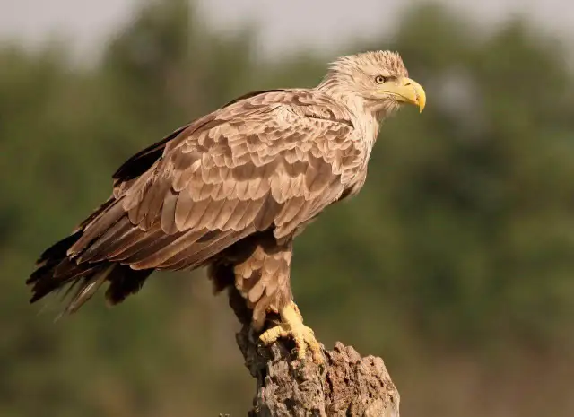 Ptaki Polski: Poznaj 470 gatunków, od wróbla po bielika