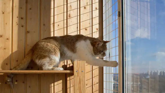 Jak zabezpieczyć balkon dla kota bez siatki: 5 skutecznych sposobów