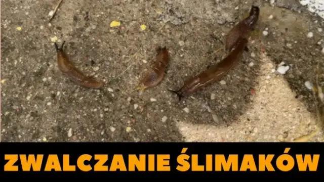 Skuteczne sposoby na pozbycie się ślimaków z piwnicy bez chemii