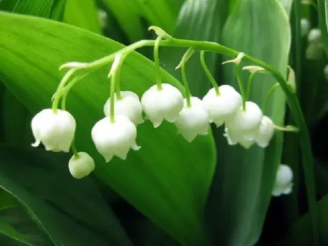 Trujące chwasty o białych kwiatach: jak je rozpoznać i unikać zagrożeń