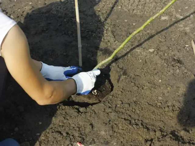 Róża na pniu kiedy sadzić - uniknij błędów w uprawie i pielęgnacji