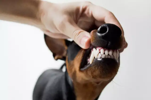 Czy szczeniakowi wypadają zęby? Wszystko o wymianie zębów i pielęgnacji