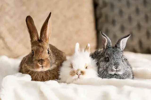 Ile lat żyje królik domowy? Zadbaj o 12+ lat życia pupila!