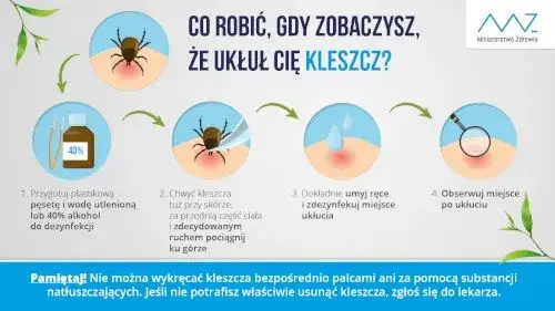 Kleszcz po 24h: Jak wygląda? Ryzyko boreliozy i co robić?