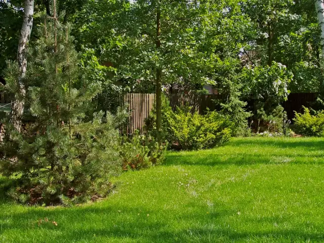 Jakie drzewa posadzić na działce, aby stworzyć idealny ogród?