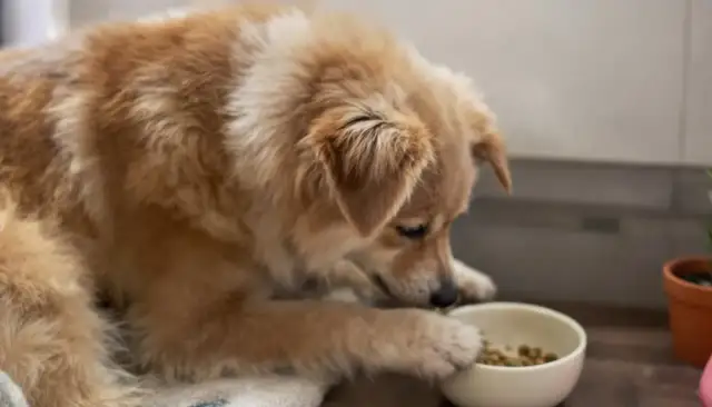 Czym karmić szczeniaka? Kompleksowy przewodnik dla właściciela