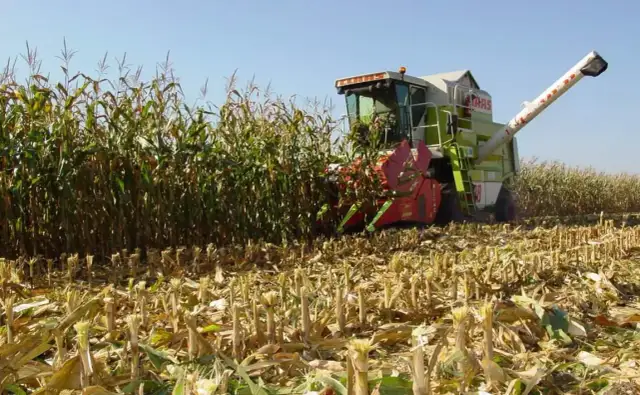 Kiedy jest sezon na kukurydzę? Poznaj najlepszy czas na zbiór i smak