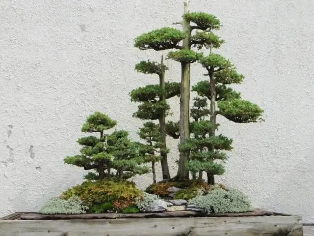 Jak zrobić bonsai z tui - proste kroki do pięknego drzewka bonsai