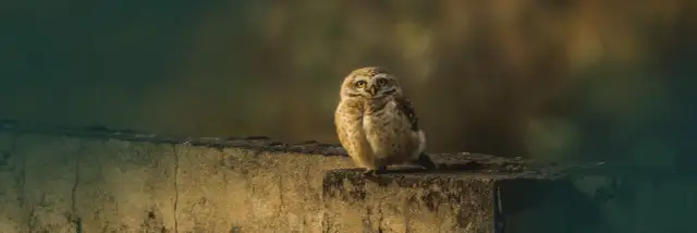 Symbol sowy znaczenie: mądrość, tajemnice i kulturowe interpretacje