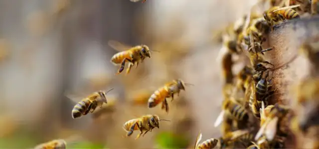 Jak zacząć hodowlę pszczół i uniknąć najczęstszych błędów