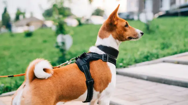Jakie szelki dla małego psa wybrać, aby zapewnić komfort i bezpieczeństwo?
