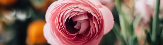 Czy jaskier jest wieloletni? Odkryj sekrety jego uprawy i pielęgnacji